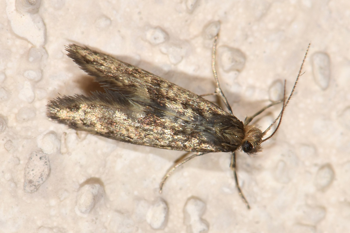 Tineidae?